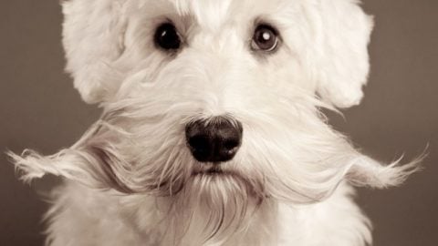 Dog mustache