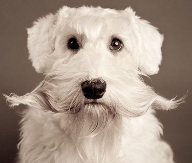 Dog mustache