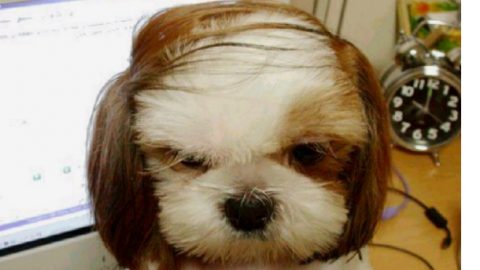 combover dog fashion