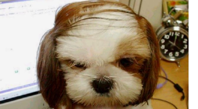 combover dog fashion