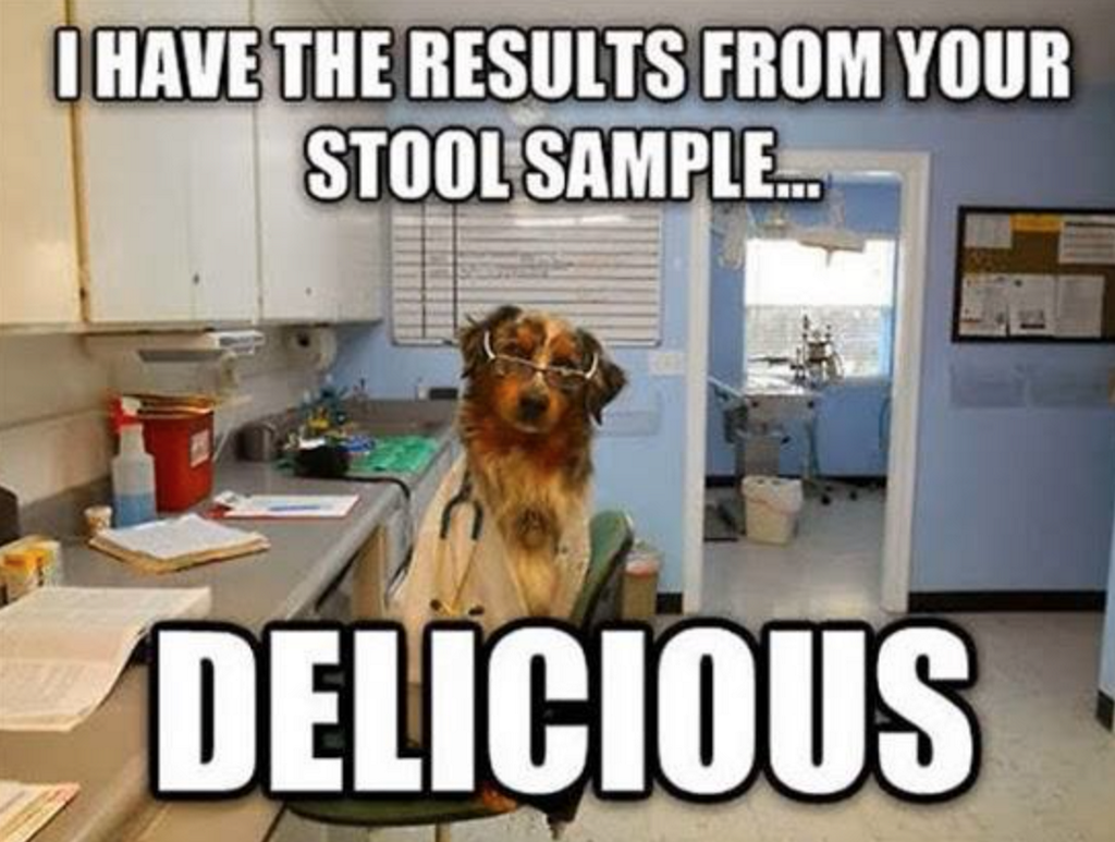 doctor-dog-stool-sample1.png