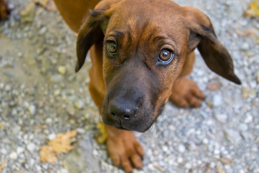 Brown puppy with floppy ears