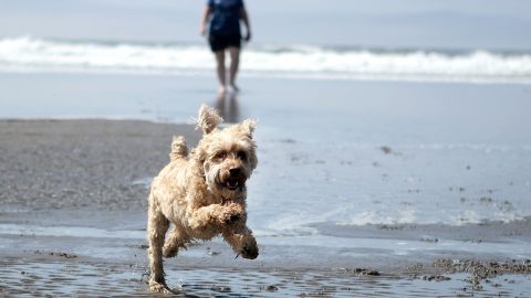 Happy dog runs on the beach - moments you wish you were a dog