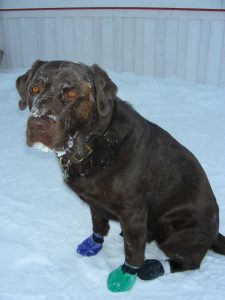 Dog in booties - Dog CPR and winter safety