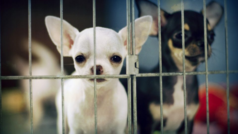 Dogs behind bars - dog discrimination