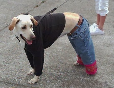 dog fashion donts belly shirts are a big no