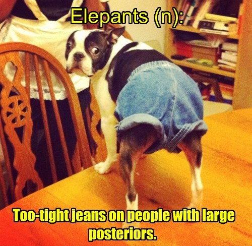 dog fashion donts elepants