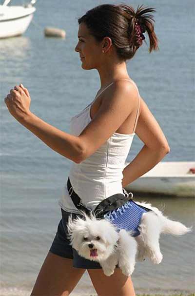 dog fashion donts fanny packs