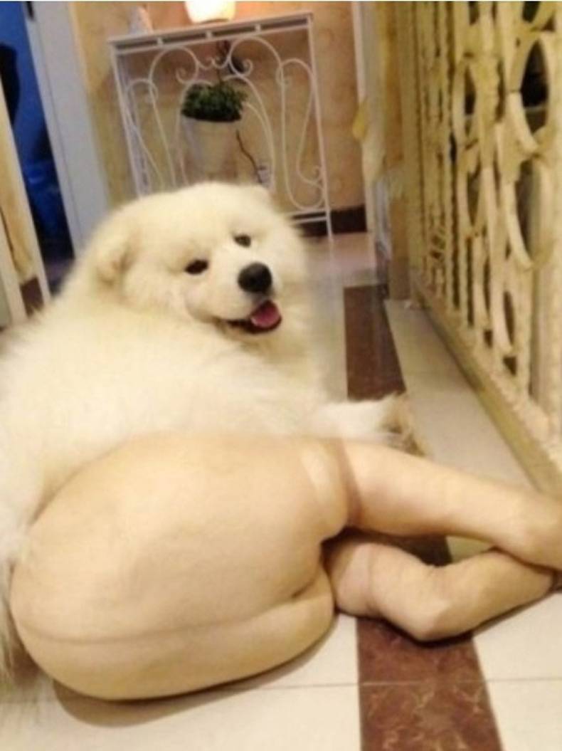 dog fashion donts nude pantyhose