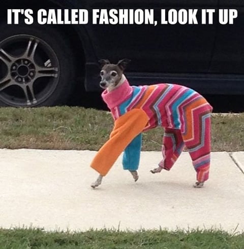 dog fashion donts pantsuit