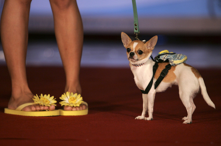 Dog Fashion Don'ts Tiny Raver Backpacks