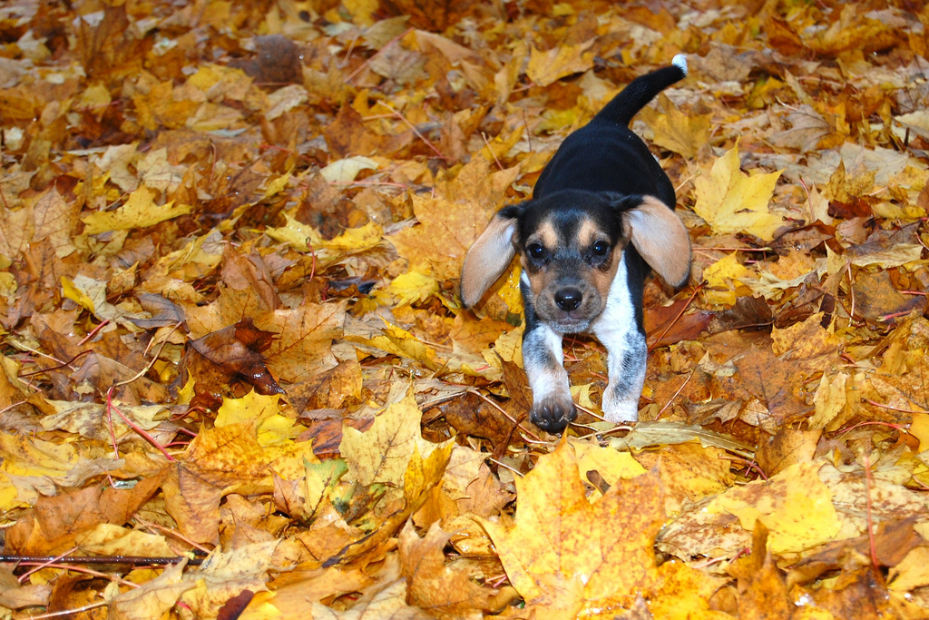 11 Dogs Playing in Piles of Leaves—You're Rover Blog