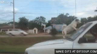 dog on roof of car
