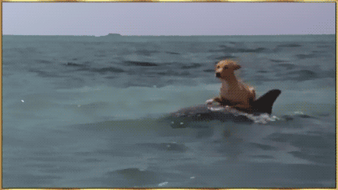 dog on a dolphin