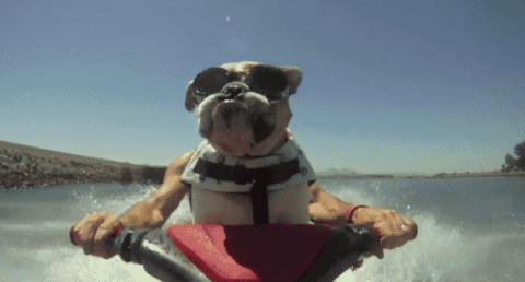 dog on a jet ski