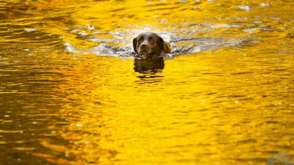 Dog paddling in yellow water - dog rescues
