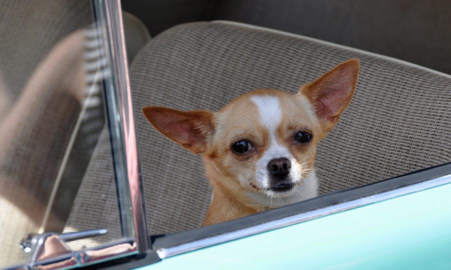 Dog in a car