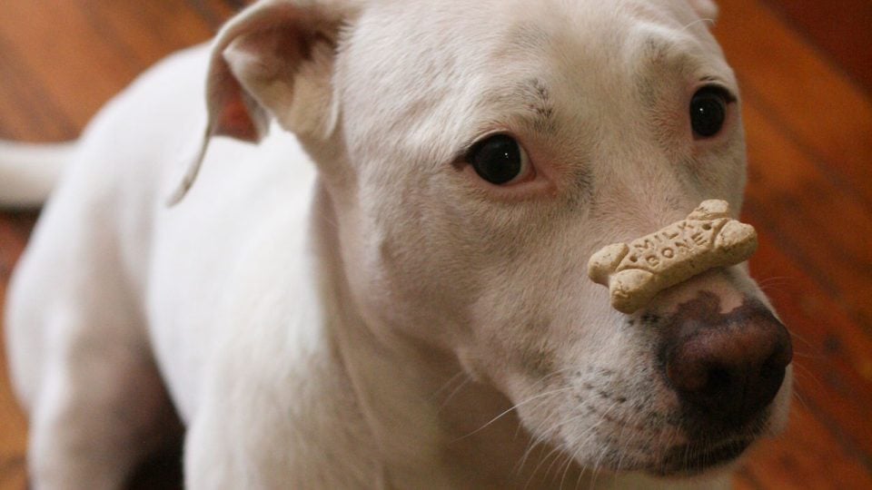 Dog with a treat on his nose