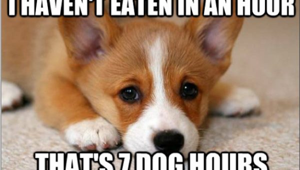 Dog Wont Eat When I M Gone Dog Wont Eat When I M Gone