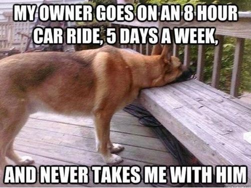 first world dog problems 