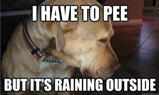 first world dog problems pee
