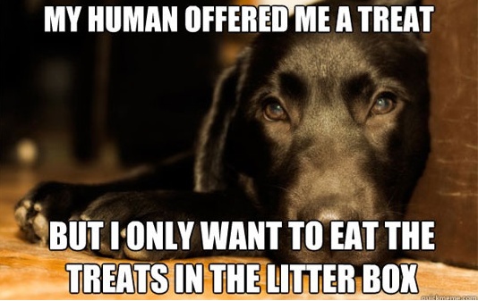 Litter box treats for dog