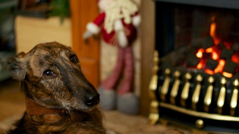 Holiday dog food recipes