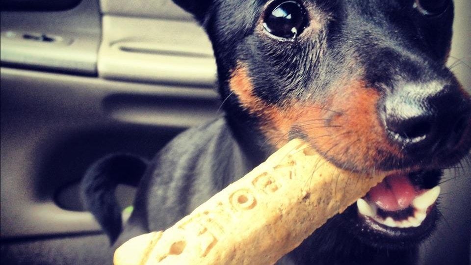 sticky stuff for dogs