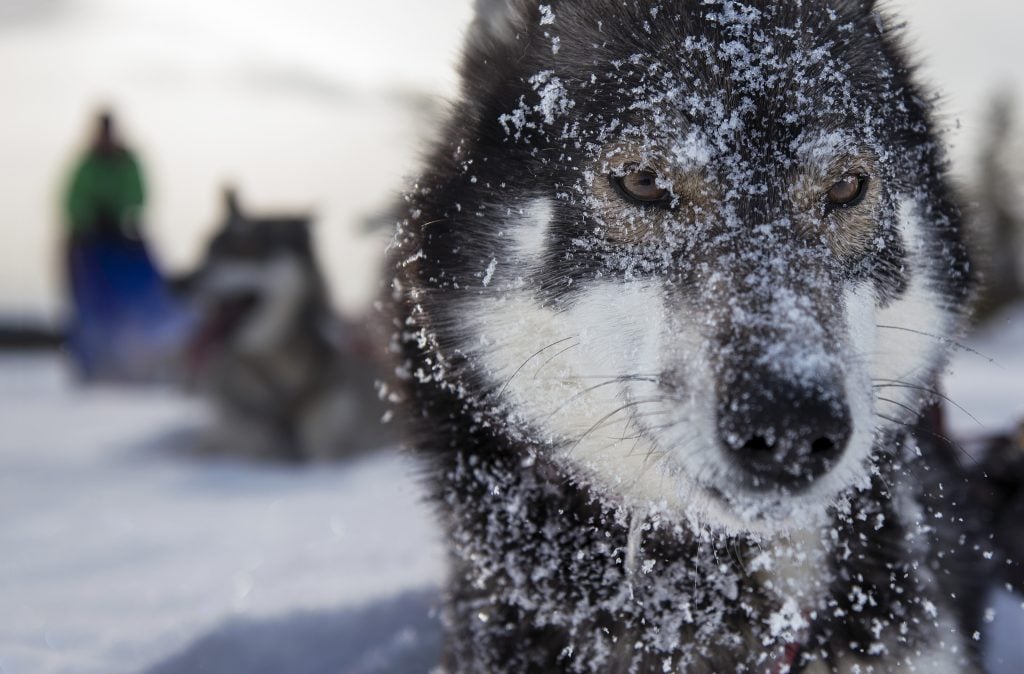 Husky dog ​​in the snow