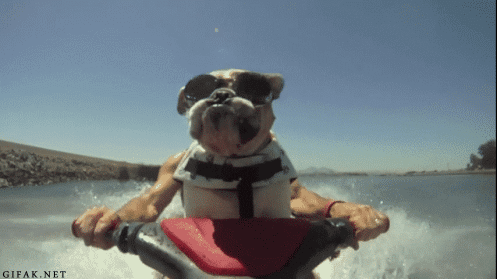 jet-ski-dog