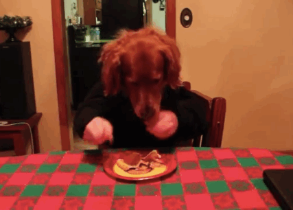 pie eating dog gif