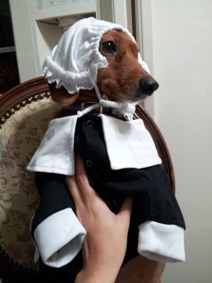 How to Spoil Your Dog This Thanksgiving | Rover Blog