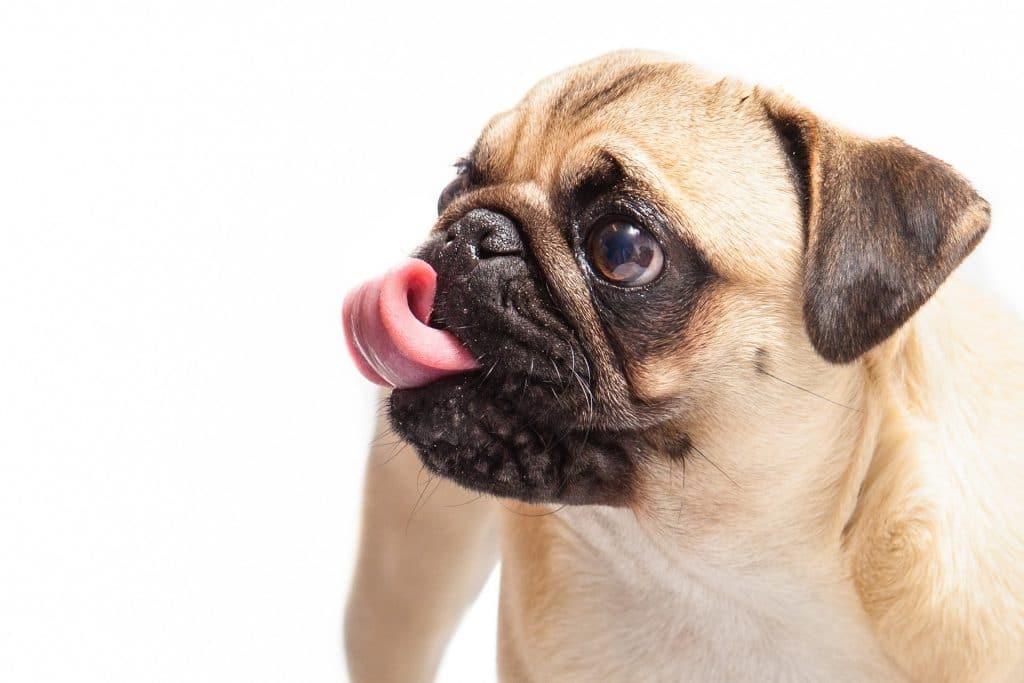 Closeup of pug licking its lips