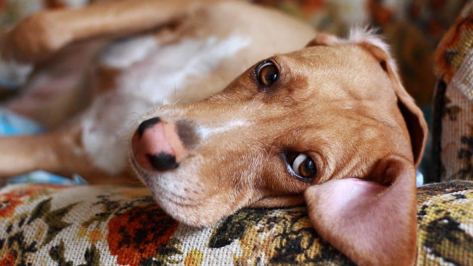 Sad dog - dangerous household items for pets