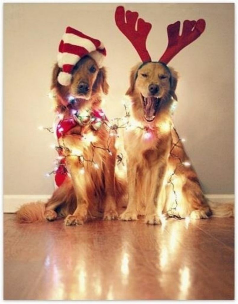 12 Insanely Funny Dog and Cat Christmas Card Fails (and 1 Perfect One