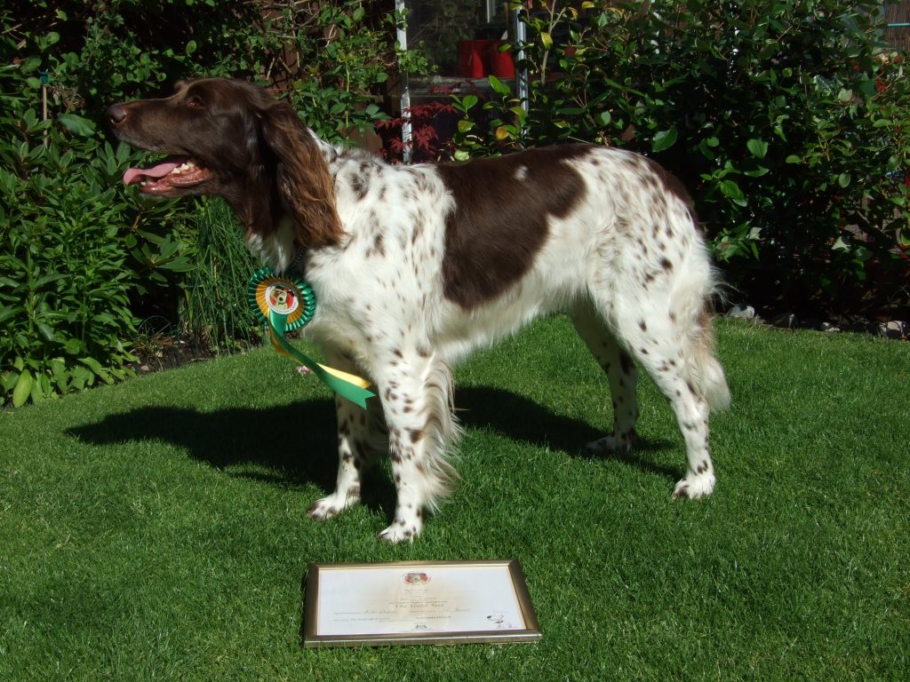 Dog with a diploma - Canine Good Citizen test