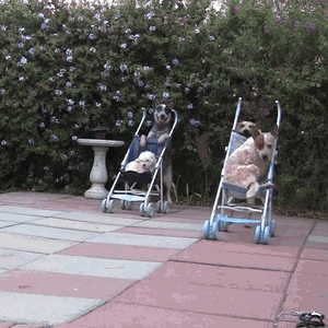 16 Amazing Gifs Of Dogs Riding The Weirdest Things The Dog People By Rover Com
