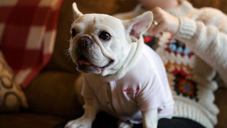 Thanksgiving safety tips for dogs