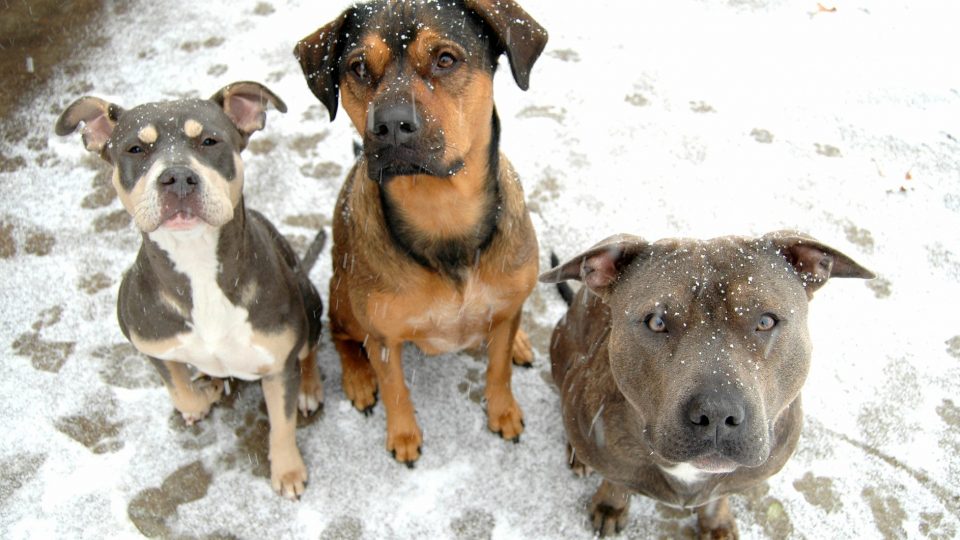 Three snow dogs - dog CPR and winter safety