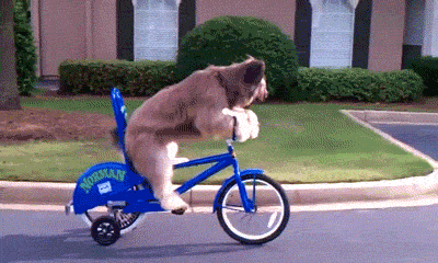 dog on a bike with training wheels
