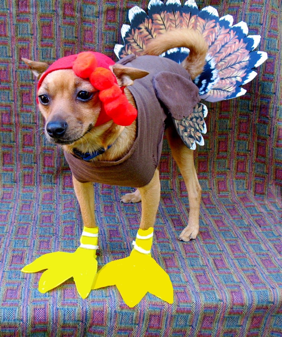 How to Spoil Your Dog This Thanksgiving Rover Blog