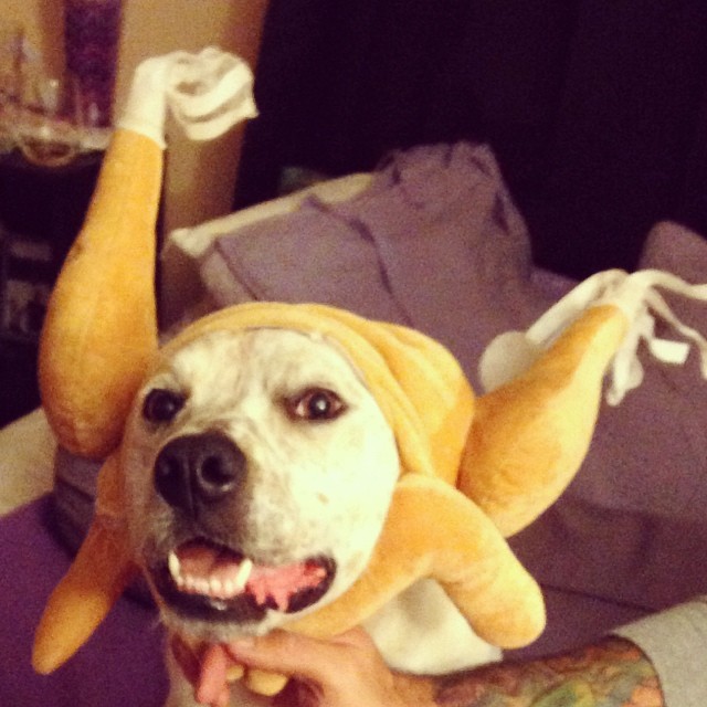 turkey dog