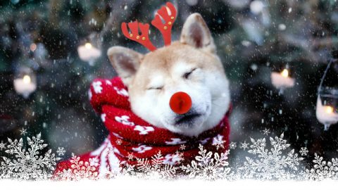 akita rudolph snow