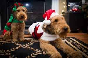 Two hoilday dogs