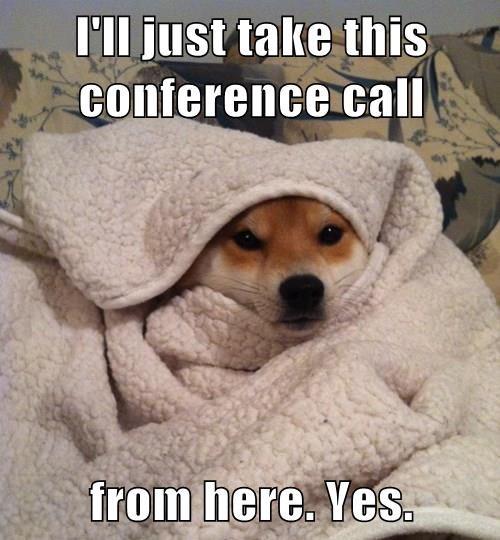 conference call dog