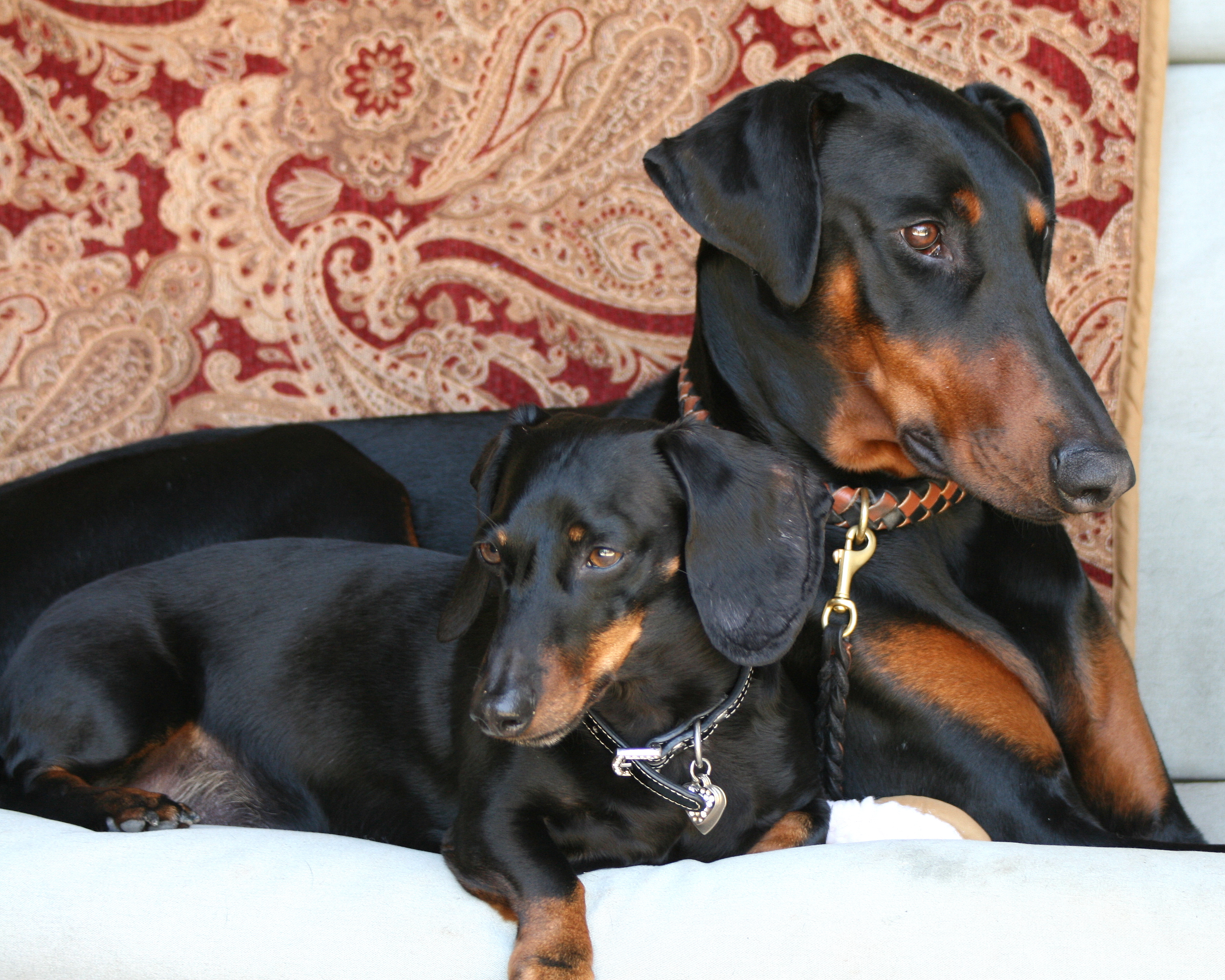 9 Dobermans as Sweet as Sugar | The Dog People by Rover.com