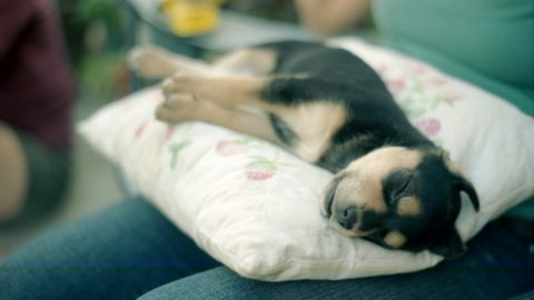 Doberman puppy on a pillow - doberman personality