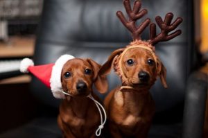 Dogs in holiday costumes