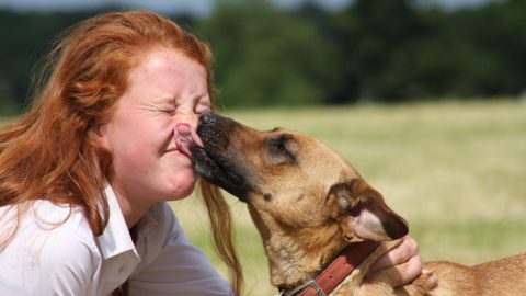 Dog kiss - the truth about dogs and disease