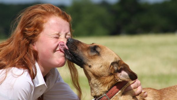 Cleaning golden retriever anal glands Cleaning golden retriever anal glands